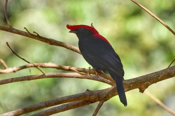 Helmmanakin in de Serra de Canastra, Brazilië